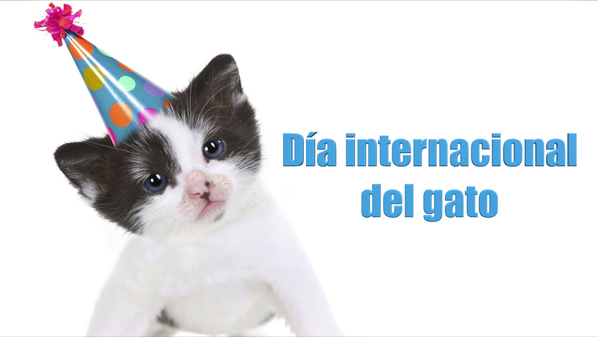 Día internacional del gato 2023; 5 cosas para consentir michi de la casa - Uno TV