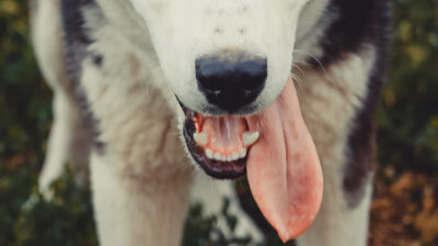 Bisbee es el perro con la lengua más larga y tiene el récord Guinness