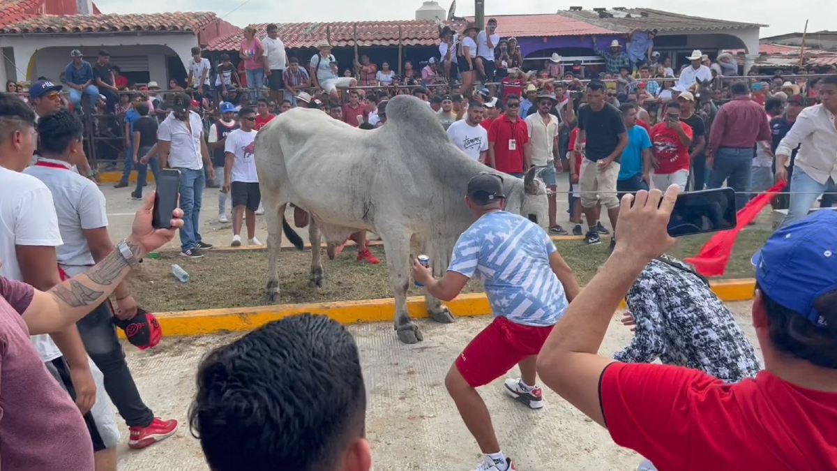 ¡Sin maltrato animal! Celebran a la Candelaria con la tradicional suelta de toros en Tlacotalpan, Veracruz