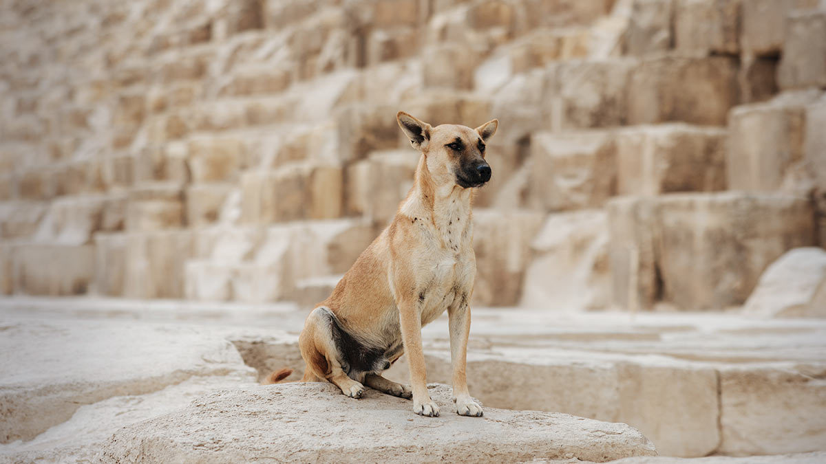 En Yucatán, perritos suben la pirámide de Kukulcán; ve video