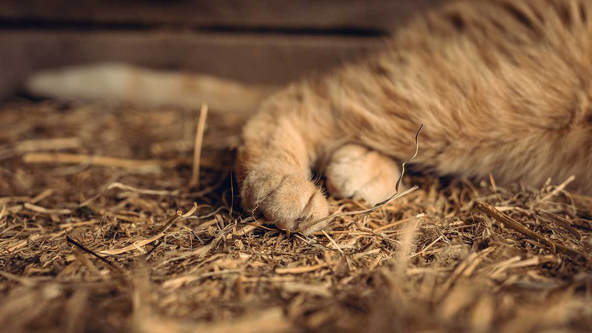 Gatito rescatado en Turquía; estuvo 170 horas atrapado en los escombros