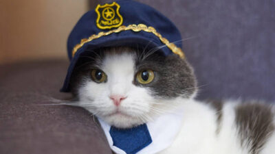 Un gato policía, en Ámsterdam, se vuelve la sensación y se viraliza