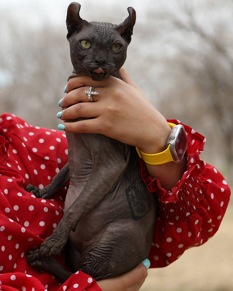 Gato tatuado en Cereso de Ciudad Juárez es dado en adopción