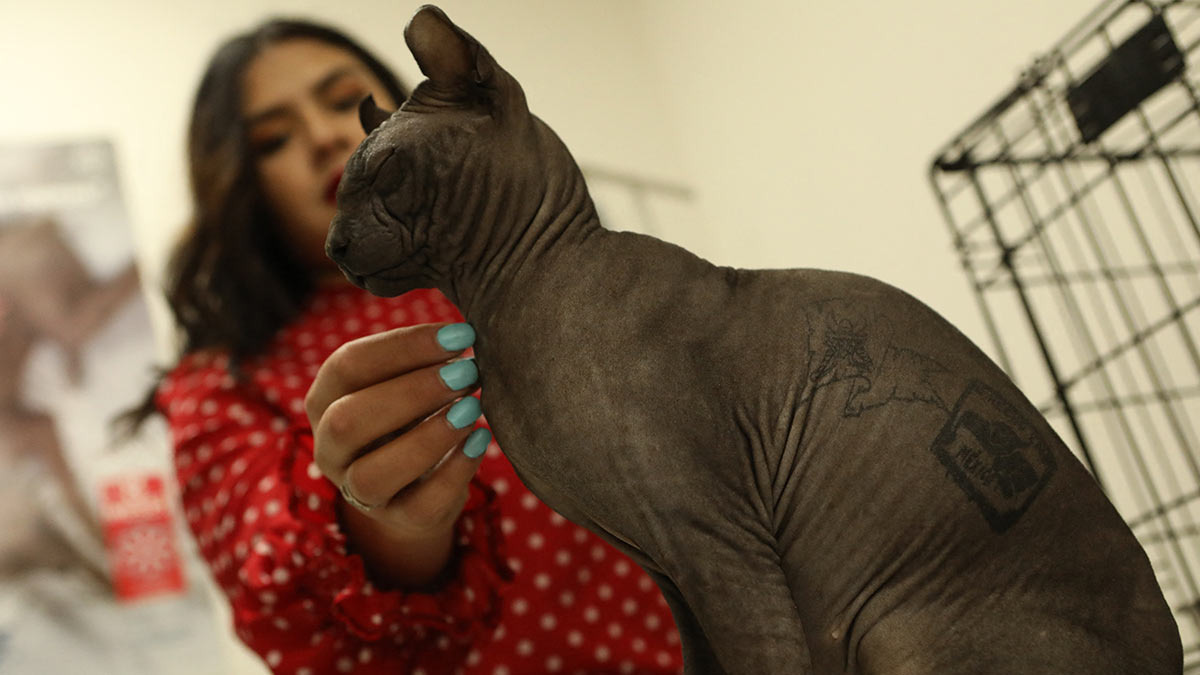 Gato tatuado en Cereso de Ciudad Juárez es dado en adopción