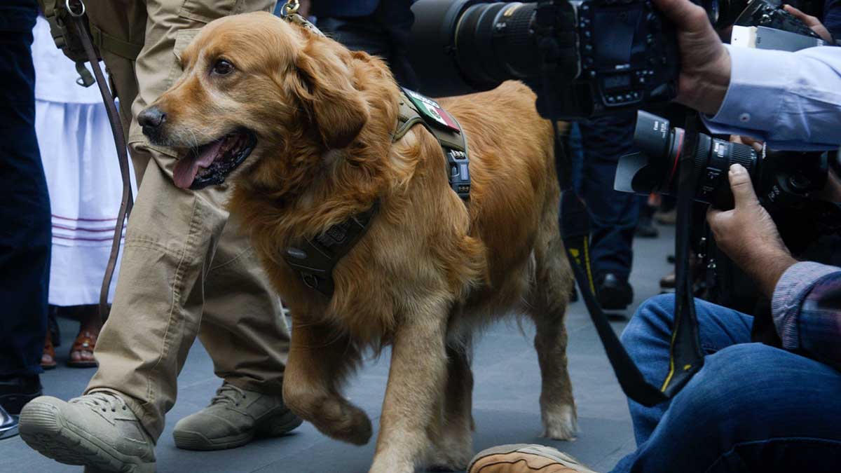 Invitan perro boda dueño no