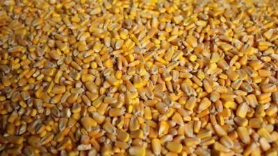 México prohíbe maíz transgénico para humanos, granos de maíz amarillo para ser procesados