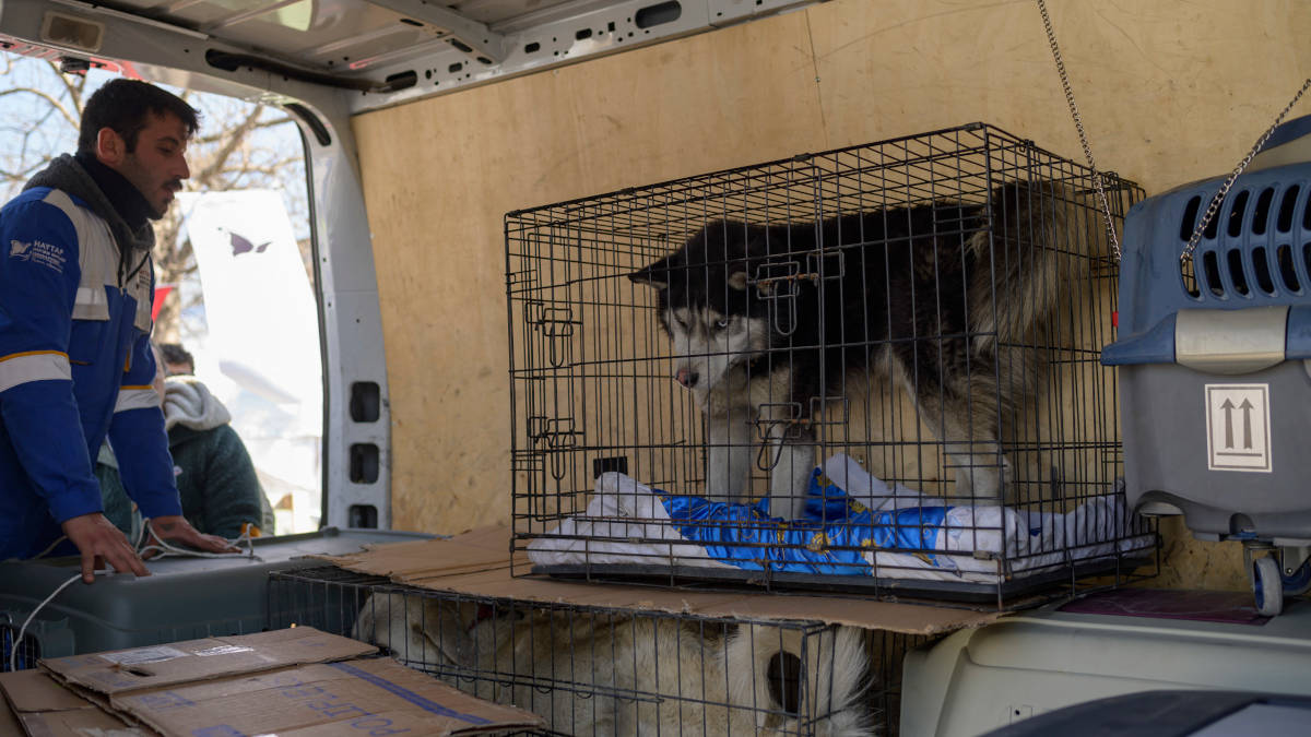 ¡Gatos, perros y hasta toros! Últimos rescates en ruinas que dejó el terremoto en Turquía