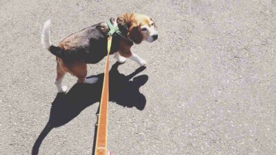Video: indigna forma de pasear a perros en CDMX