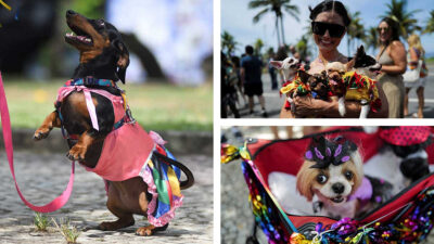 Carnaval de Río de Janeiro: perritos disfrazados hacen acto de presencia