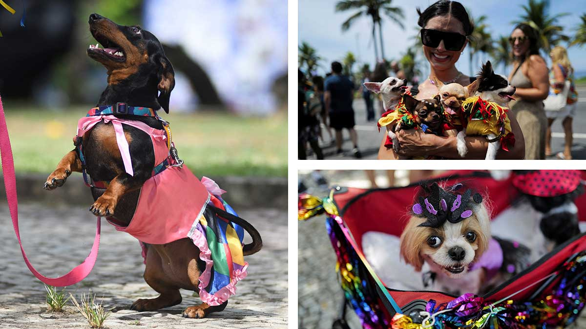 Perritos disfrazados, las estrellas del carnaval de Río de Janeiro
