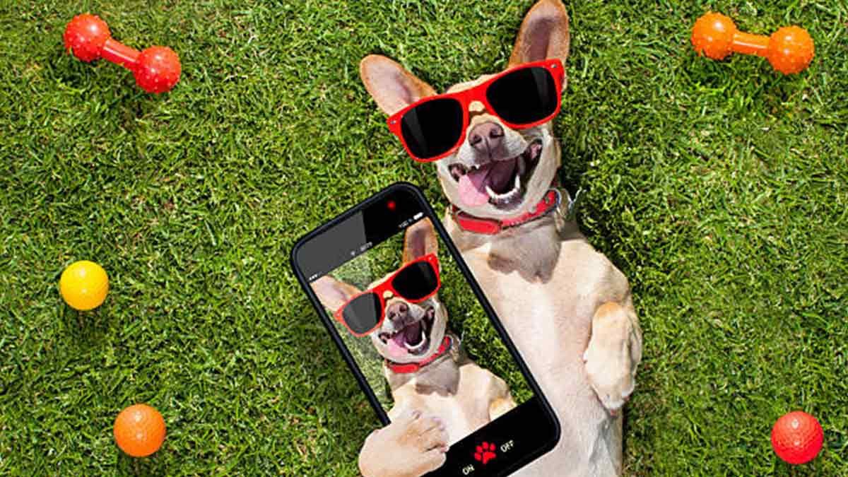 Pet influencers: Los perros y gatos más populares de Instagram