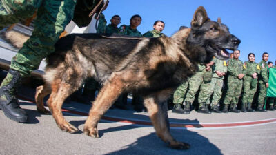 Proteo, perro rescatista que murió en Turquía, recibe homenaje en partido