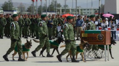 Proteo, perro rescatista mexicano que murió en Turquía, regresa a México