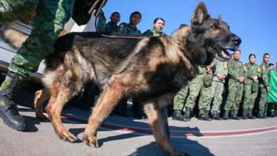 Proteo Perro Rescatista Fallecido En Turquia