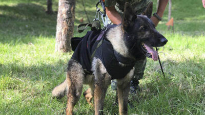 Proteo: muere perro rescatista de la Sedena en Turquía