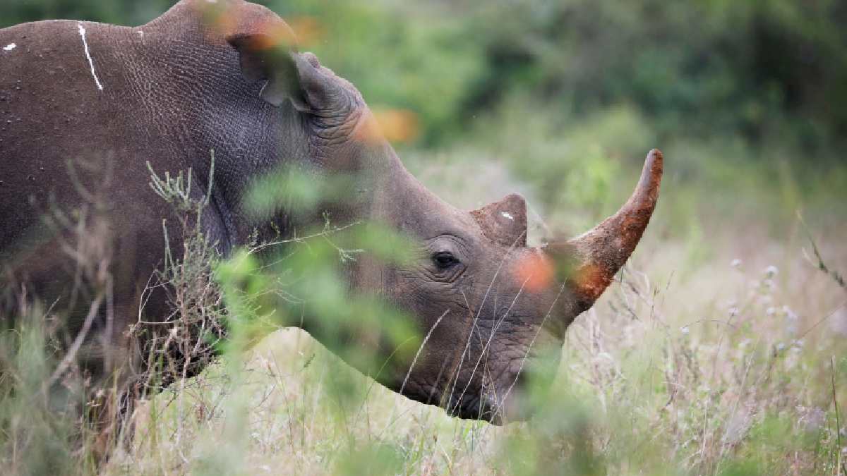 Un rinoceronte atacó a turistas en India
