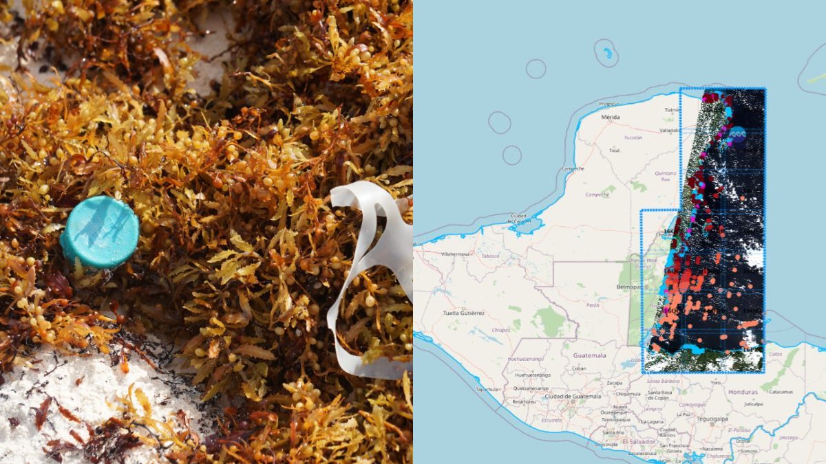 Imágenes satelitales permiten seguir la llegada del sargazo a playas mexicanas