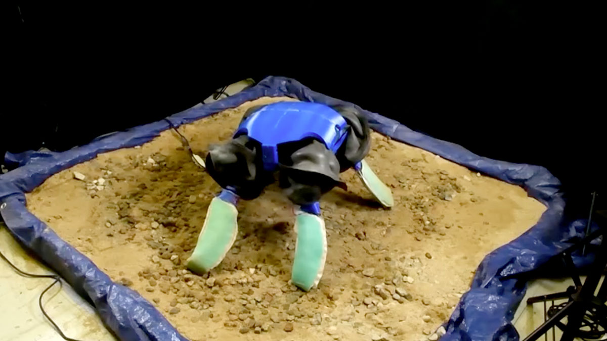 Robot imita los movimientos de dos tipos de tortugas y logra cambiar de forma