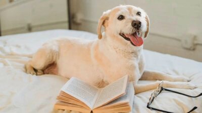 Perros: ¿Cuántas palabras entienden?, estudio revela que son casi 100