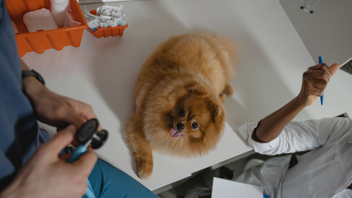 Check up en perros y gatos: estudios veterinarios que necesita mi mascota
