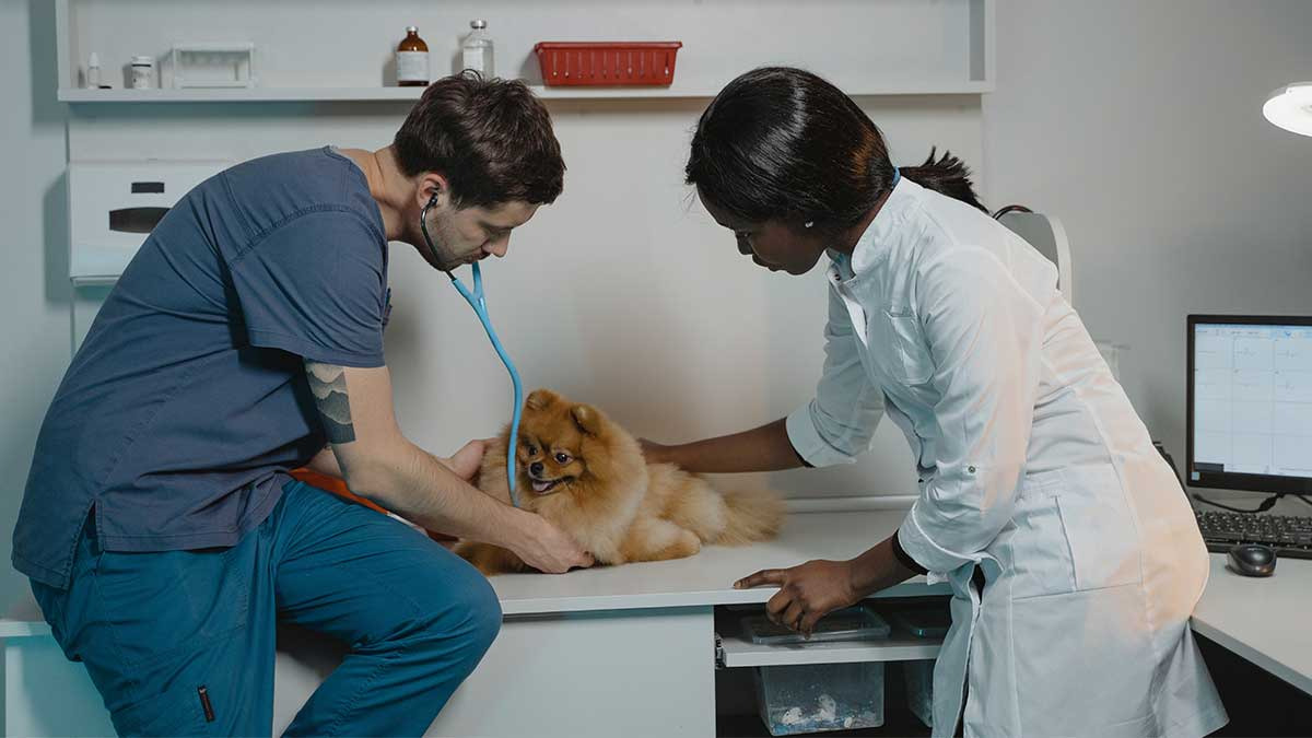 Check up en perros y gatos: estudios veterinarios que necesita mi mascota