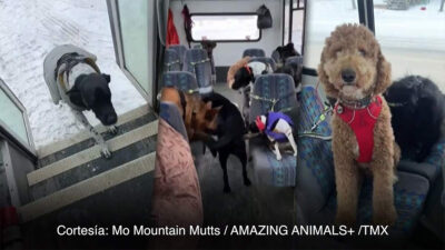 Autobús para perros en Alaska se vuelve la sensación de TikTok