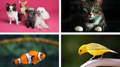 Mascotas en México: Los animales más comunes en los hogares