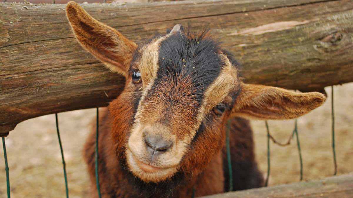 cabras de Zoochilpan