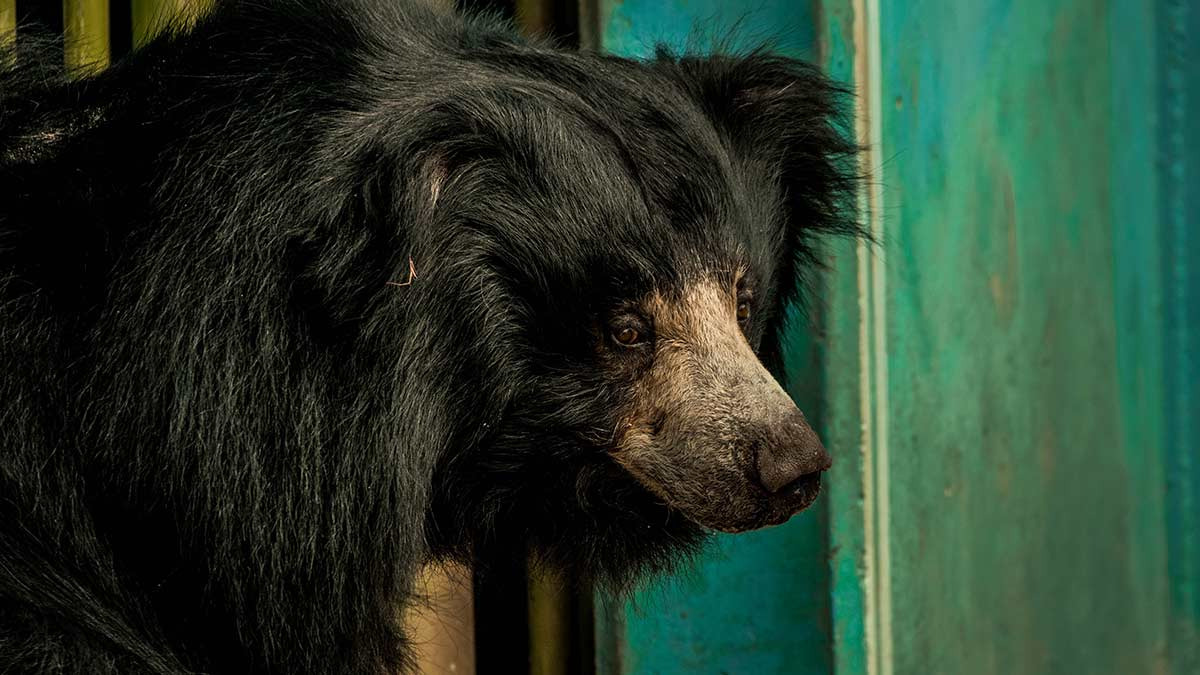 They adopt a dog and it turns out to be a bear in China