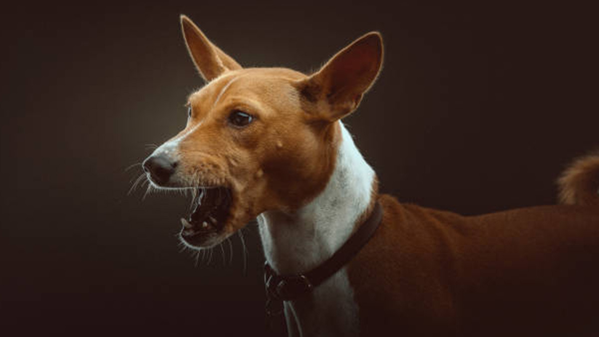 Basenji La Raza De Perros Que No Ladran