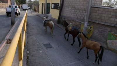Caballos en trote en calles de México