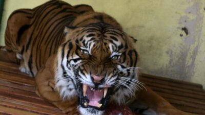 Un tigre fue captado sobre una camioneta en Michoacán