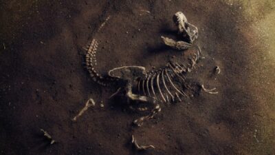 Esqueleto De Tiranosaurio Rex Se Subastara En Europa