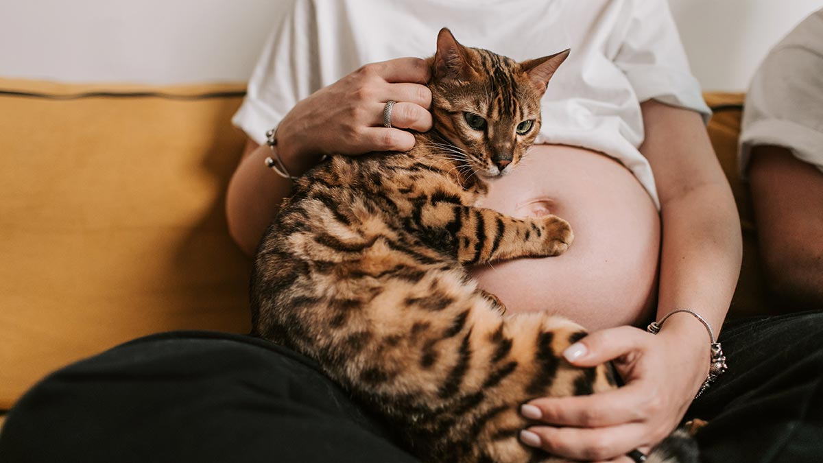 Razas de gatos hipoalergénicos, ideales para personas alérgicas