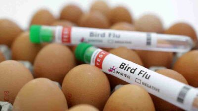 ¿Habrá una pandemia de gripe aviar?