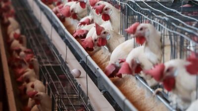 Gallinas en granja avícola en Aguascalientes en las cuales han detectado influenza aviar