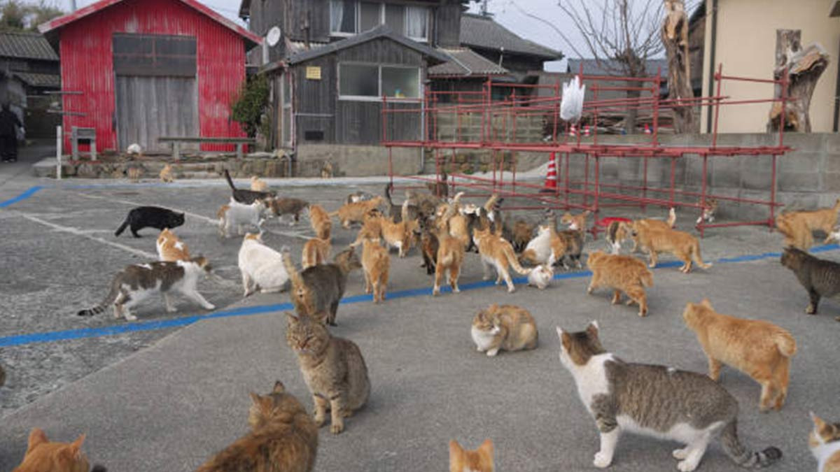 Japon Tiene Una Cultura Arraigada A Los Gatos