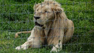 Leones del zoológico de Aragón, en CDMX, fueron rehabilitados tras rescate