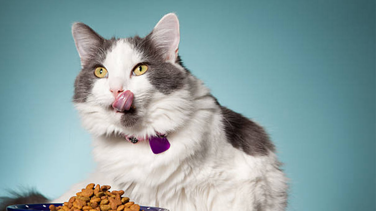 Milo, gato “crítico” de comida que es sensación en redes sociales