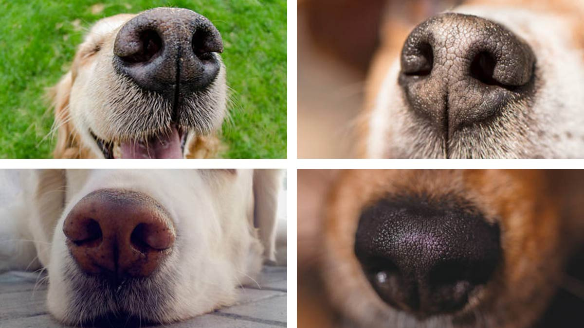 La nariz de tu perrito es su huella dactilar - CaminanBlog