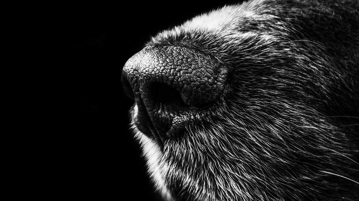 Huella de la nariz de tu perro: marcador biométrico para identificarlo