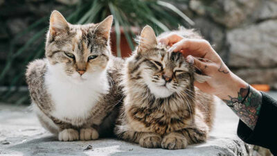 En Reino Unido, por cuidar a dos gatos, pareja ofrece más de un millón de pesos