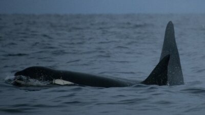 Orcas Asesinas Tiburones