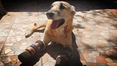 Pay de Limón, perrito viral de México, será operado de dos tumores