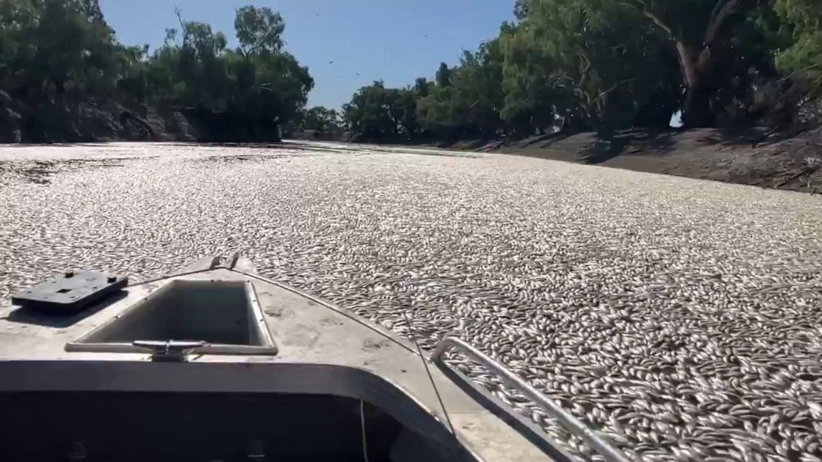 Miles de peces flotan muertos en un río de Australia