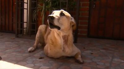 Pay de limón, un perro que pudo recuperar su vida después de sufrir