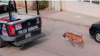 Perro Arrastrado Por Patrulla En Chiapas.Uno Lizeth Coello