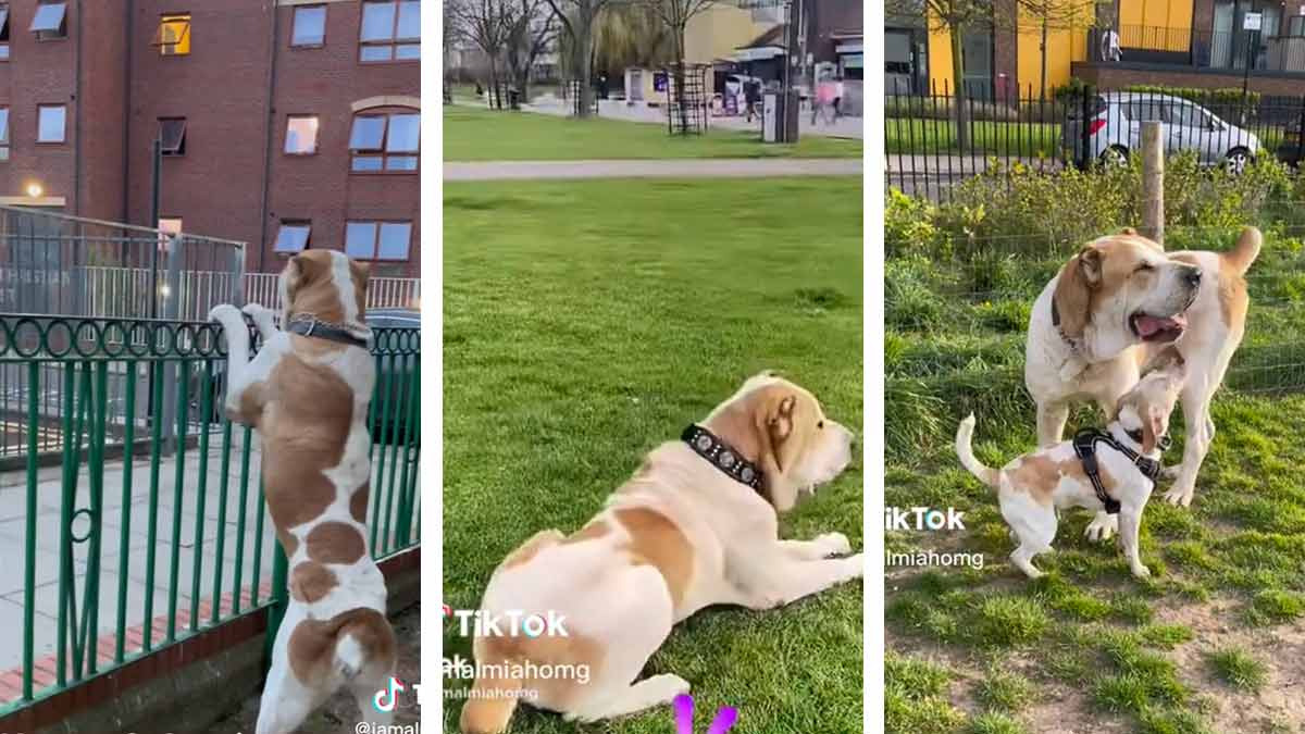 Kenzo: conoce al perro gigante que se hizo viral en redes