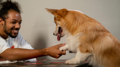 Los tonos de voz influyen en la respuesta de los perros: ciencia