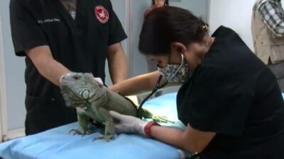 Revision de una iguana en el hospital veterinario del Zoologico de Chapultepec